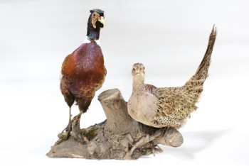 Taxidermy, Bird, STUFFED MALE & FEMALE PHEASANTS, STANDING MOUNTED ON WOOD LOG BASE, APPROX 20.5x24", FRAGILE, FEATHERS, NATURAL