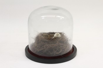 Decorative, Cloche, STAND W/GLASS DOME COVER, ROUND BLACK BASE, DISPLAY CASE FOR REAL BIRD NEST (INCLUDED), GLASS, CLEAR