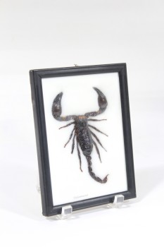 Science/Nature, Insect, SCORPION, REAL, LABELLED "PALAMNERSUS", ("GIANT FOREST SCORPION"), PLAIN BLACK FRAME, BLACK