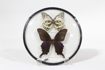 Science/Nature, Insect, BUTTERFLY SPECIMEN COLLECTION, ROUND CONVEX FRAME W/BLACK TRIM, PLASTIC, WHITE