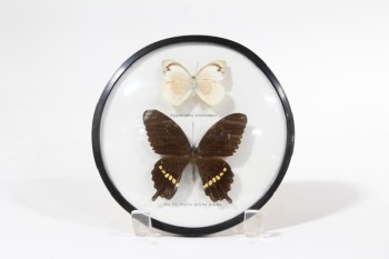Science/Nature, Insect, BUTTERFLY SPECIMEN COLLECTION, ROUND CONVEX FRAME W/BLACK TRIM, PLASTIC, WHITE