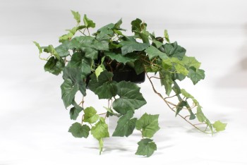 Plant, Fake, SMALL FAKE CASCADING GRAPE IVY PLANT IN BLACK PLASTIC CONTAINER , PLASTIC, GREEN