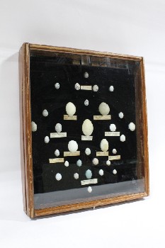 Science/Nature, Misc, WOOD & GLASS SHADOW BOX CASE W/HINGED LID, COLLECTION OF REAL & FAKE EGG SPECIMENS W/LABELS, BLACK VELVET BACKING, CLEARABLE, WOOD, BROWN