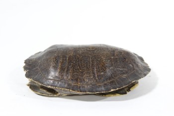 Taxidermy, Reptile, REAL TURTLE SHELL, NO TURTLE/EMPTY, FRAGILE , ANIMAL SKIN, BROWN