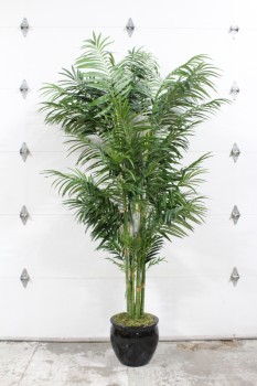 Plant, Fake, 9FT XL FAKE BUTTERFLY PALM, BLACK PLANTER - *Must Be Returned With All Branches*, PLASTIC, GREEN