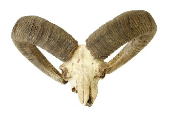 Bone, Animal, MOUNTAIN GOAT/BIGHORN RAM SKULL (REAL) W/LONG CURLED HORNS, BONE, NATURAL