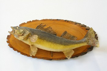 Taxidermy, Fish, (REAL) WALLEYE MOUNTED ON OVAL LOG,FRAGILE, ANIMAL SKIN, NATURAL
