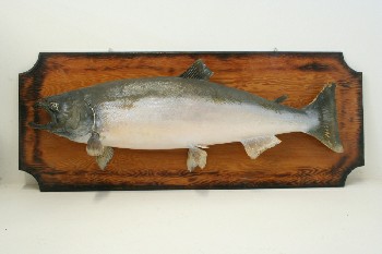 Taxidermy, Fish, LARGE MOUNTED (REAL) SALMON ON RECTANGULAR WOOD PLAQUE, FRAGILE, ANIMAL SKIN, BROWN