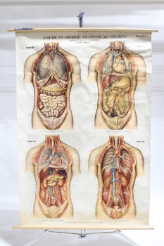 Science/Nature, Poster, VINTAGE LAB / CLASSROOM POSTER, BIOLOGY / ANATOMY, "AMERICAN FROHSE ANATOMICAL CHARTS, VISCERA OF CHEST & ABDOMEN", DIAGRAM CHART, AGED, PAPER, MULTI-COLORED