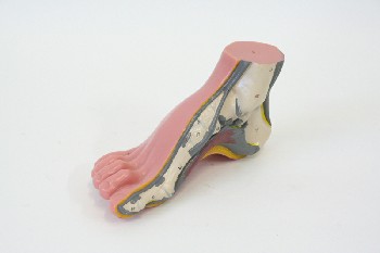 Medical, Model, MODEL OF FOOT, HALF CROSS-SECTION W/NUMBERED PARTS, HIGH ARCH, PLASTIC, PINK