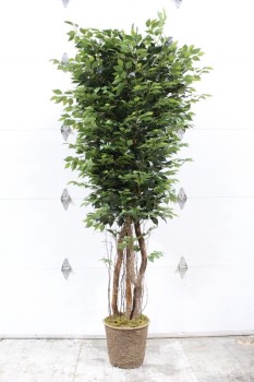 Plant, Fake, FAKE, FICUS TREE, APPROX 8 FT, PLASTIC, GREEN