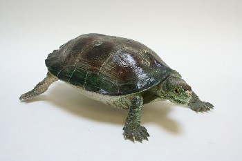 Taxidermy, Reptile, REEVES TURTLE W/BROWN PATCHES ON BACK, PLASTIC, GREEN