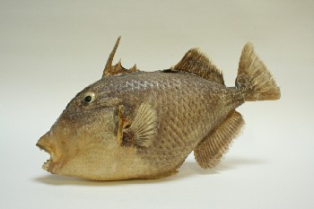 Taxidermy, Fish, (REAL) PARROT FISH,OPEN MOUTHED W/TEETH SHOWING,1 FAKE EYE, FRAGILE, ANIMAL SKIN, BEIGE