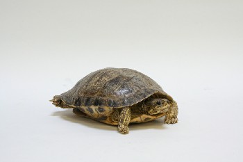 Taxidermy, Reptile, TURTLE,REAL,HEAD IN SHELL, FRAGILE, ANIMAL SKIN, BROWN