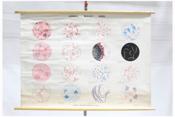 Science/Nature, Poster, VINTAGE LAB / CLASSROOM POSTER, "GENERAL BIOLOGY SERIES", ROUND DIAGRAMS OF CELLS & BACTERIA, AGED, PAPER, MULTI-COLORED