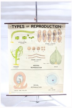 Science/Nature, Poster, VINTAGE LAB / CLASSROOM POSTER, BIOLOGY, "TYPES OF REPRODUCTION", DIAGRAM CHART, AGED, PAPER, MULTI-COLORED