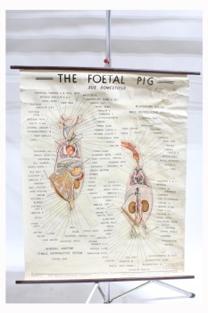 Science/Nature, Poster, VINTAGE LAB / CLASSROOM POSTER, BIOLOGY / ANATOMY, "THE FOETAL PIG", ANIMAL DISSECTION DIAGRAM CHART, AGED, PAPER, MULTI-COLORED