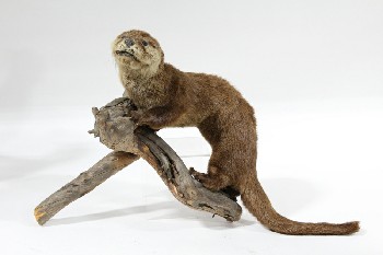 Taxidermy, Animal, SLENDER FURRY MAMMAL (POSSIBLY MINK WEASEL OR MARTIN) (REAL) W/BROWN FUR, MOUNTED ON BRANCH, FRAGILE, FUR, BROWN