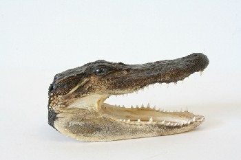 Taxidermy, Reptile, (REAL) SMALL ALLIGATOR/CROCODILE (OR CAIMAN?) HEAD W/OPEN JAWS, FRAGILE, ANIMAL SKIN, BROWN