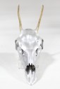 Bone, Animal, PAINTED SILVER SKULL (REAL), HORNS NOT PAINTED, HEAD HORNS UPPER JAW & TEETH ONLY, BONE, SILVER